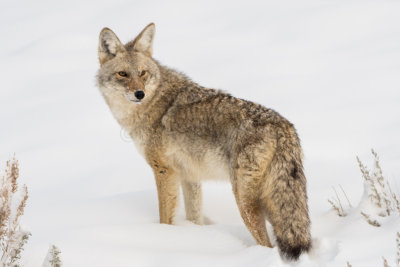 Yellowstone NP 20180120_0890.jpg