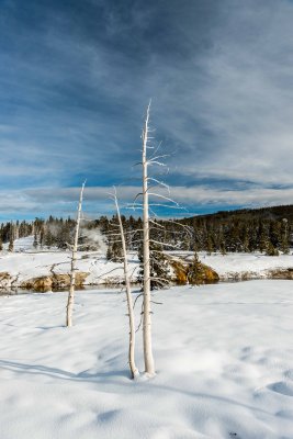 Yellowstone NP 20180124_1695.jpg