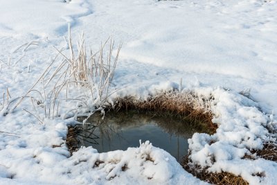 Yellowstone NP 20180124_1644.jpg
