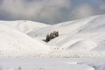 Yellowstone NP 20180120_1094.jpg