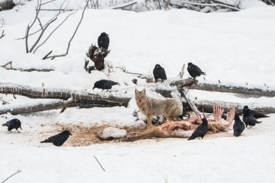 Yellowstone NP 20180122_1518.jpg