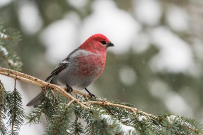 Yellowstone NP 20180122_1473.jpg