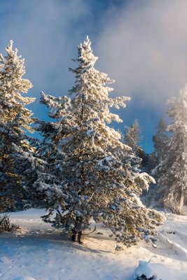 Yellowstone NP 20180126_1898.jpg