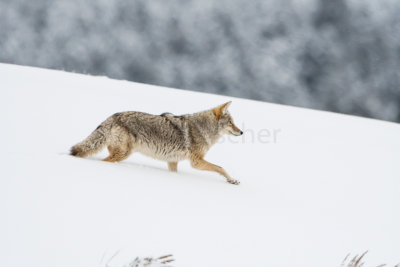Yellowstone NP 20180122_1357.jpg