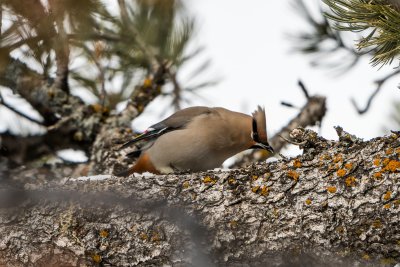 Yellowstone NP 20180126_1940.jpg