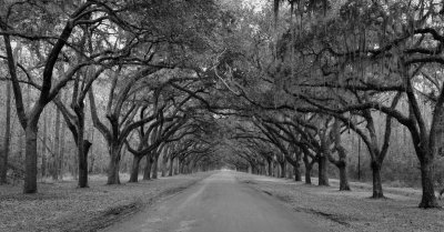 Wormsloe Plantation 20180218_0012-2.jpg