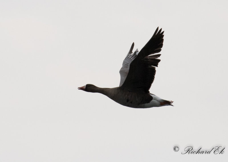 Blsgs - Greater white-fronted Goose (Anser albifrons)