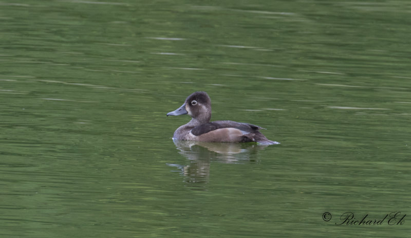 Ringand - Ring-necked Duck (Aythya collaris)