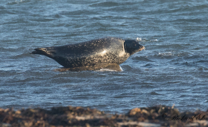 Knubbsl - Harbor Seal (Phoca vitulina)