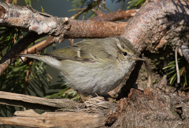 Bergtaigasngare - Humes Leaf Warbler (Phylloscopus humei) 