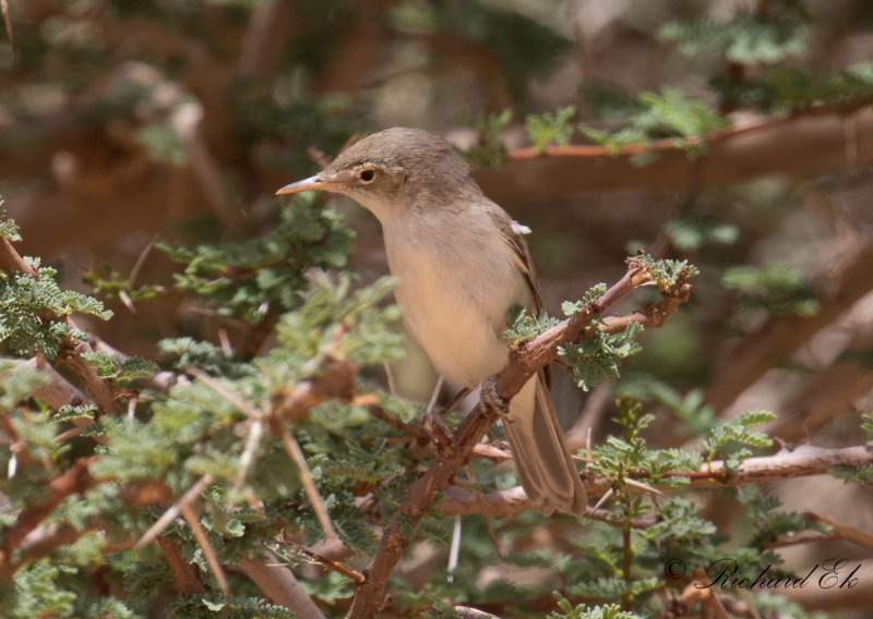 Eksngare - Maghreb Eastern Olivaceous Warbler (Iduna pallida reiseri)