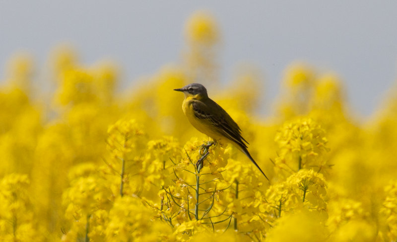 Gulrla - Yellow wagtail (Motacilla flava)