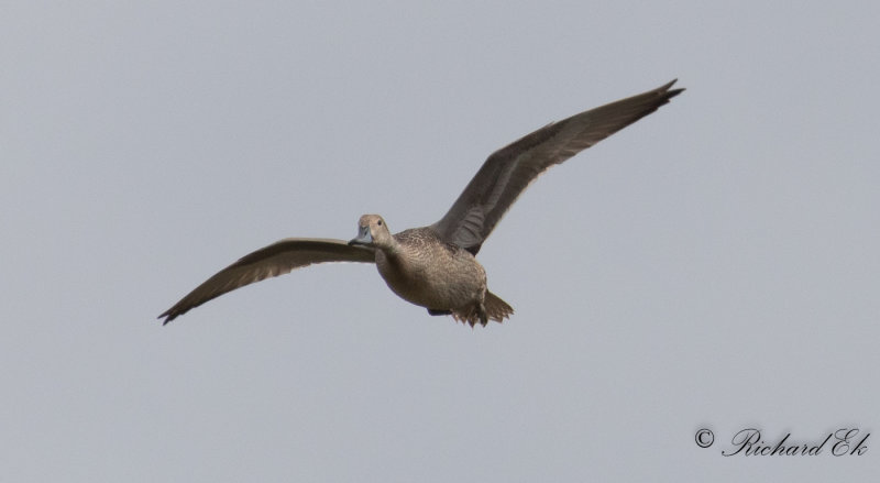 Stjrtand - Northern Pintail (Anas acuta)