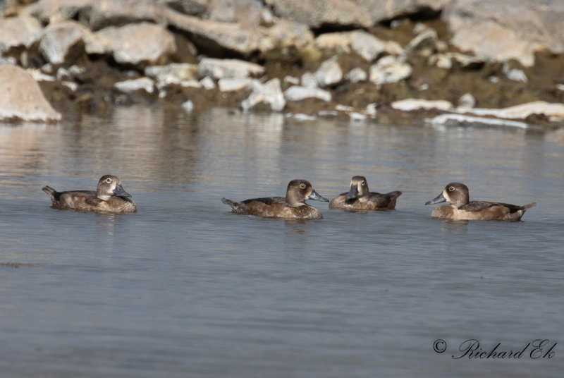 Ringand - Ring-necked Duck (Aythya collaris)