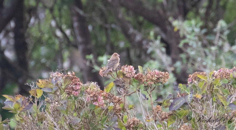 Bltjocknbb - Blue Grosbeak (Passerina caerulea)