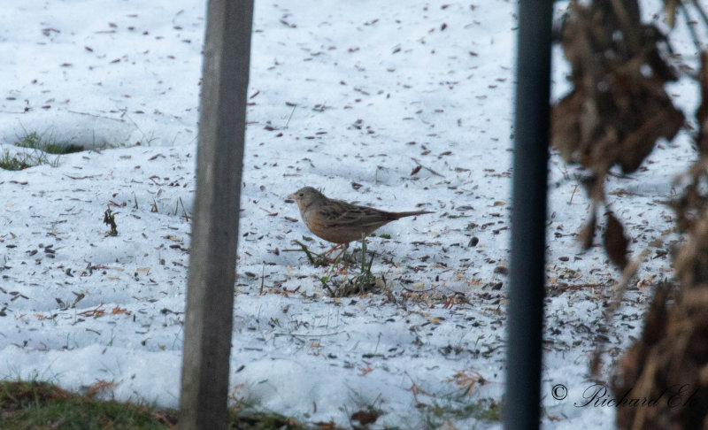 Rostsparv - Cretzschmars Bunting (Emberiza caesia)