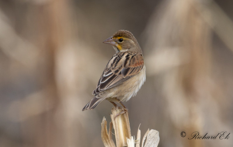 Dickcissel - Dickcissel (Spiza americana)