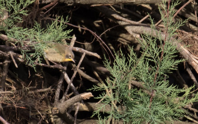 Gulhake - Common Yellowthroat (Geothlypis trichas)