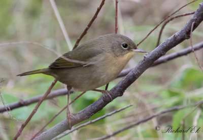 Gulhake - Common Yellowthroat (Geothlypis trichas)