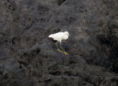 Snhger - Snowy Egret (Egretta thula)