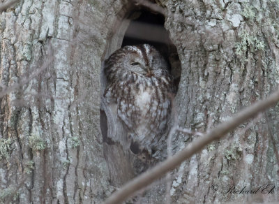 Kattuggla - Tawny Owl (Strix aluco)
