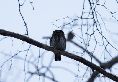 Sparvuggla - Pygmy owl (Glaucidium passerinum)