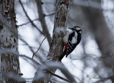 Större hackspett - Great Spotted Woodpecker (Dendrocopos major)