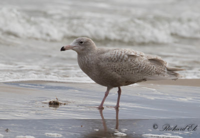 Vittrut - Glaucous Gull (Larus hyperboreus)