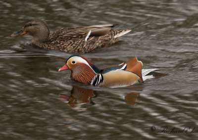 Mandarinand - Mandarin Duck (Aix galericulata)