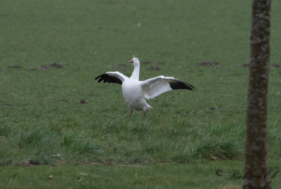 Sngs - Snow Goose (Chen caerulescens)
