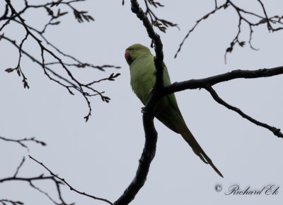 Halsbandsparakit - Rose-ringed Parakeet (Psittacula krameri)