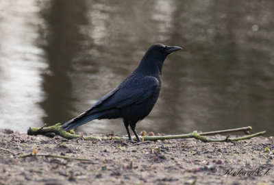 Svartkrka - Carrion crow (Corvus corone corone)