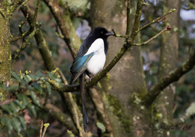 Skata - Eurasian magpie (Pica Pica)