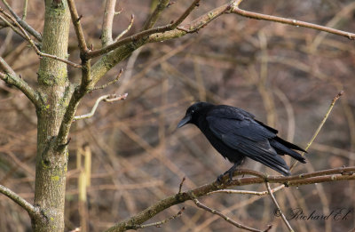 Svartkrka - Carrion crow (Corvus corone corone)