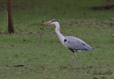 Grhger - Grey Heron (Ardea cinerea)