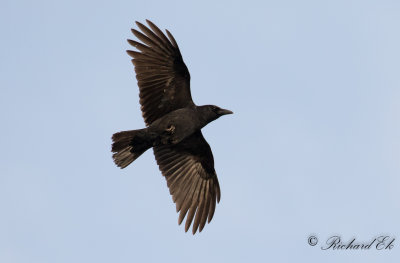 Svartkrka - Carrion crow (Corvus corone corone)