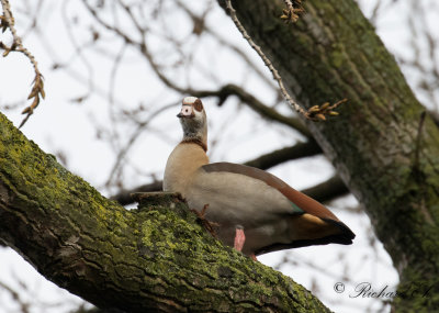 Nilgs - Egyptian Goose (Alopochen aegyptiacus)