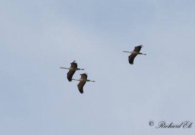 Trana - Common Crane (Grus grus)