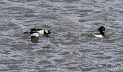 Buffelhuvud - Bufflehead (Bucephala albeola)