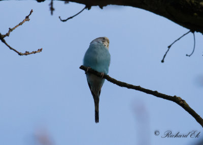 Undulat - Budgerigar (Melopsittacus undulatus)