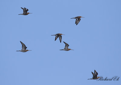 Rdspov - Black-tailed Godwit (Limosa limosa)