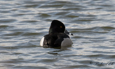 Ringand - Ring-necked Duck (Aythya collaris)