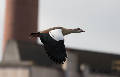 Nilgs - Egyptian Goose (Alopochen aegyptiacus)