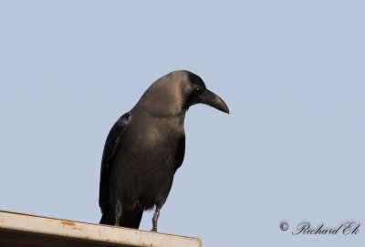 Huskrka - House Crow (Corvus splendens)