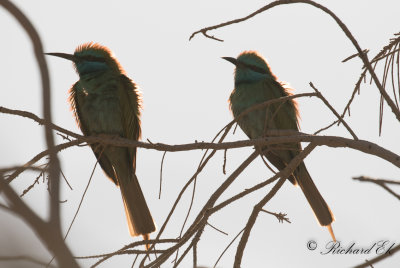 Orientbitare - Asian Green Bee-eater (Merops orientalis)