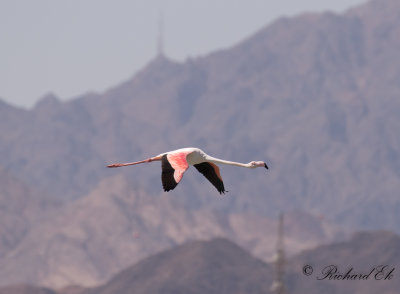 Strre flamingo - Greater Flamingo (Phoenicopterus roseus)