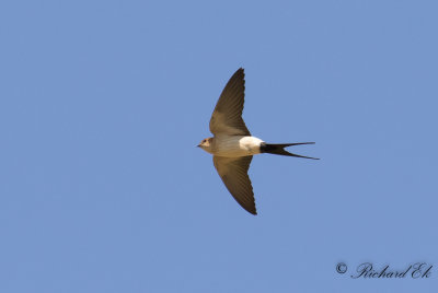 Rostgumpsvala - Red-rumped Swallow (Hirundo daurica)
