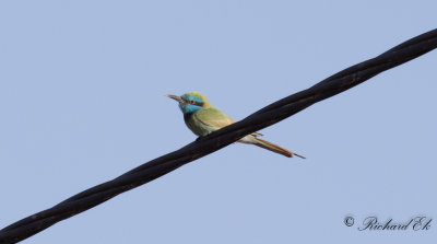 Orientbitare - Asian Green Bee-eater (Merops orientalis)