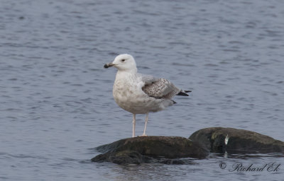 Kaspisk trut - Caspian Gull (Larus cachinnans)