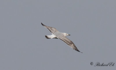 Kaspisk trut - Caspian Gull (Larus cachinnans)